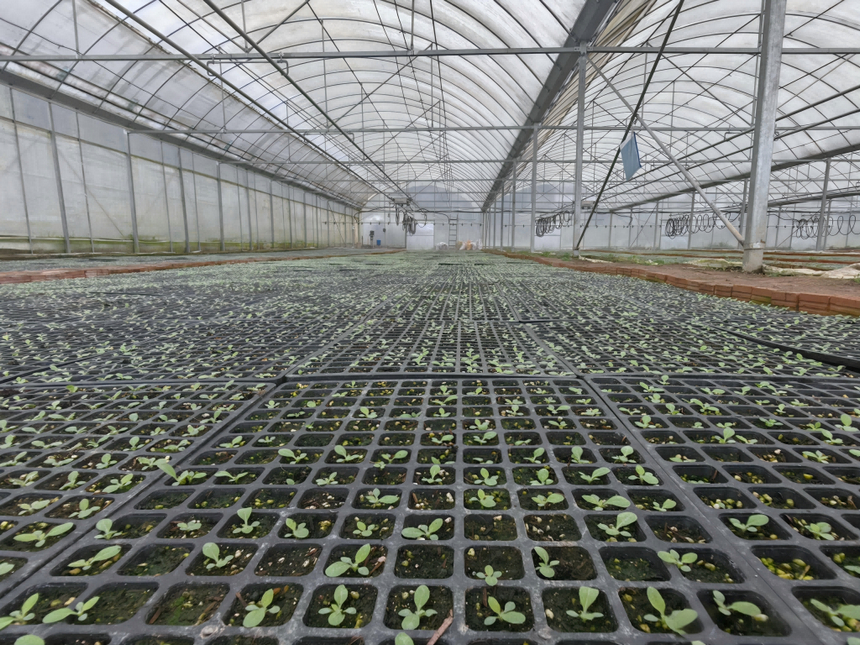 习水县桑木镇：自动化喷淋赋能烤烟育苗 科技护航春耕生产(图3)