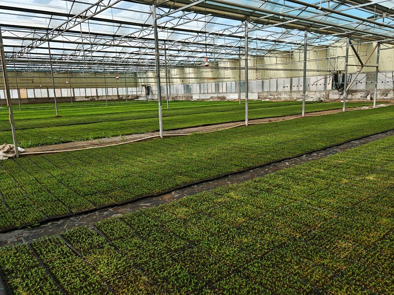 高台：育好辣椒“金秧苗” 点燃产业发展“新引擎”(图1)