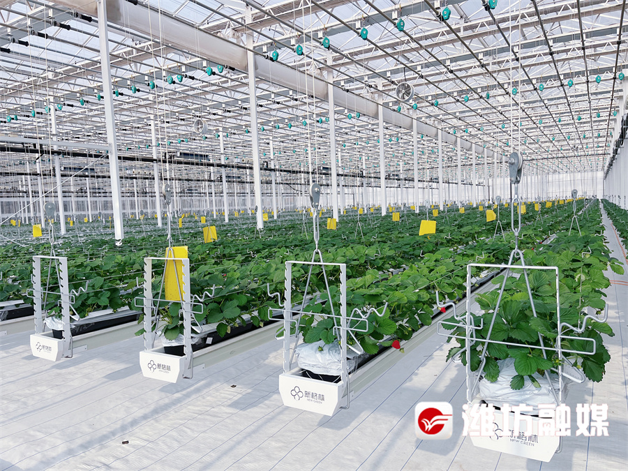 智能温室大棚系统：全自动控温湿种植省工省力还高产！(图1)