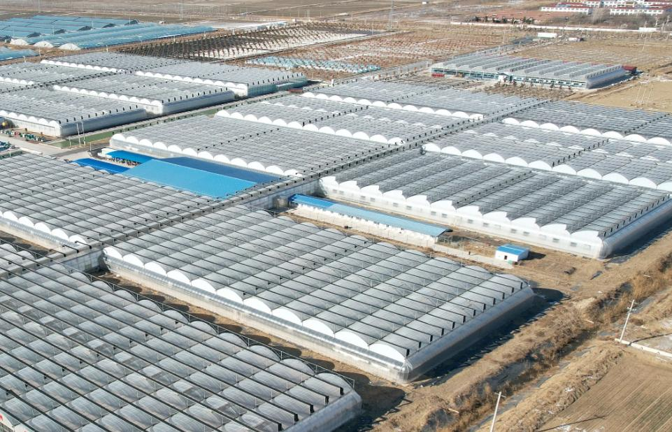 “棚”友圈遍及30国！寿光95后让中国大棚“出海”又出圈(图4)