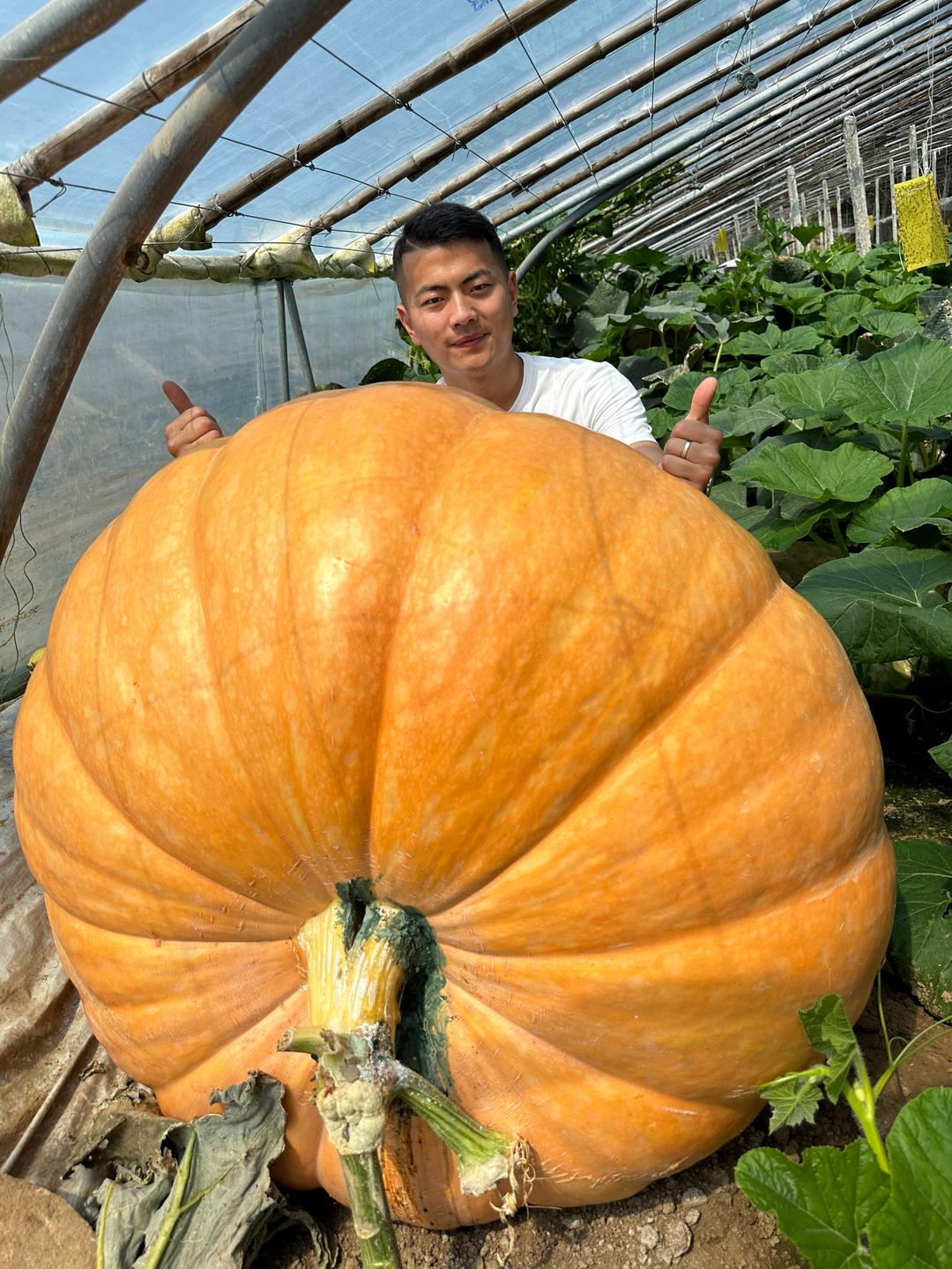 “棚”友圈遍及30国！寿光95后让中国大棚“出海”又出圈(图5)