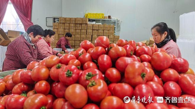 新春走基层程序员回乡种番茄：一个西红柿里藏着28项专利(图3)